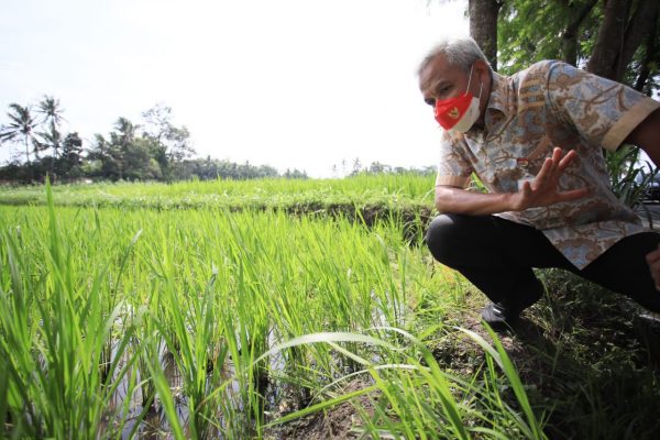 Petani di Klaten kembangkan padi organik dengan varietas baru bibit jenis Srinuk. Varietas tersebut merupakan hasil rekayasa genetik benih padi Rojolele yang merupakan hasil kerjasama antara Badan Tenaga Nuklir Nasional (Batan) dengan Pemkab Klaten.