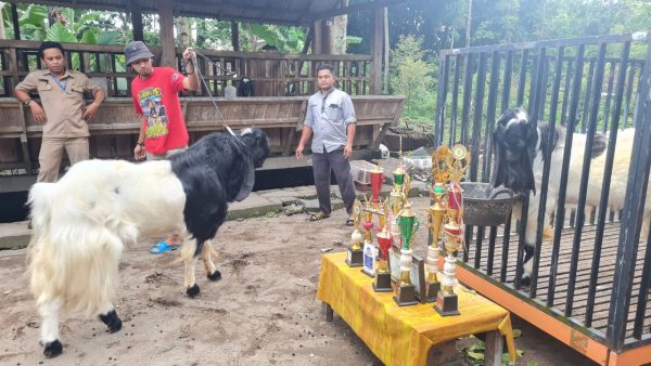 Program binaan satu OPD satu Desa Dampingan yang digalakkan Pemprov Jateng akhirnya berbuah hasil. Pasalnya, Desa Tangkil, Kecamatan Kemalang, Kabupaten Klaten yang mulanya tercatat sebagai desa miskin di Jawa Tengah kini telah terangkat perekonomiannya. Hal itu berkat pengembangan kambing etawa berkualitas unggul.