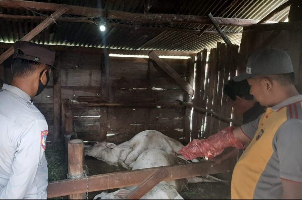 Tiga sapi milik Peno warga Dukuh Singget RT 05 RW 07, Desa BLEBOH, Kecamatan Jiken, Kabupaten Blora mati diduga keracunan dari pakan rumput, Jum'at (3/6) kemarin. Ketiga sapi tersebut mati berurutan atau selang beberapa menit. 