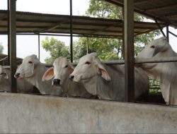 11 SAPI SEMBUH DARI PMK