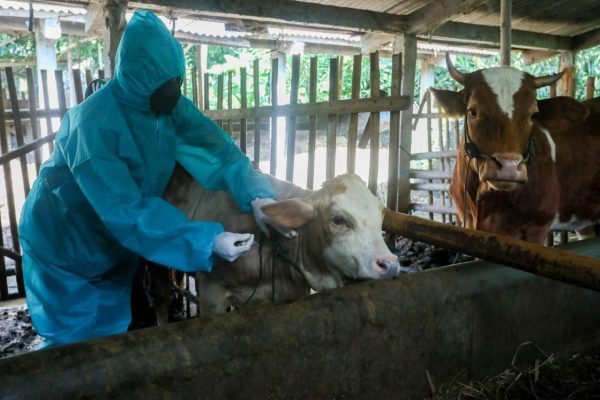 Pemerintah Provinsi Jawa Tengah mendapatkan alokasi vaksin untuk penyakit kuku dan mulut pada hewan sebanyak 75.500 dosis, Kamis (23/6). Rencananya akan didistribusikan ke 35 wilayah di Jateng.