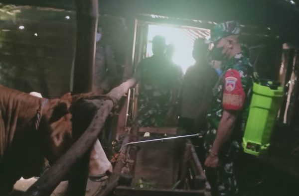 Petugas gabungan melakukan penyemprotan disinfektan secara serentak di seluruh kandang sapi dan kambing di seluruh Kabupaten Blora. Penyemprotan dilakukan menjelang lebaran kurban guna memutus rantai Penyakit Mulut dan Kuku (PMK). 