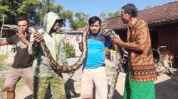 Setelah menunggu 1 Minggu, upaya warga Dukuh Borak, Desa Semawur, Ngawen Blora untuk menangkap ular akhirnya membuahkan hasil. Seekor ular Piton dengan panjang 4,5 meter berhasil ditangkap.