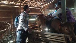 Anggota Kepolisian Resor (Polres) Blora melakukan vaksinasi Penyakit Mulut dan Kuku (PMK) pada hewan ternak di Desa Jiworejo, Kecamatan Jiken, Kabupaten Blora, Jum’at (29/7).