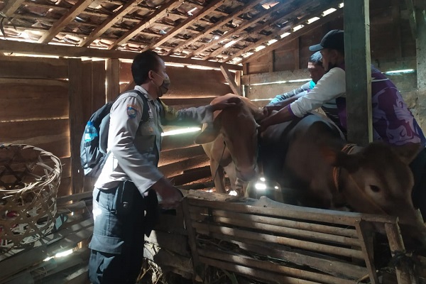 Anggota Kepolisian Resor (Polres) Blora melakukan vaksinasi Penyakit Mulut dan Kuku (PMK) pada hewan ternak di Desa Jiworejo, Kecamatan Jiken, Kabupaten Blora, Jum’at (29/7).