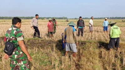 BELASAN RIBU TIKUS BERHASIL DIGROPYOK