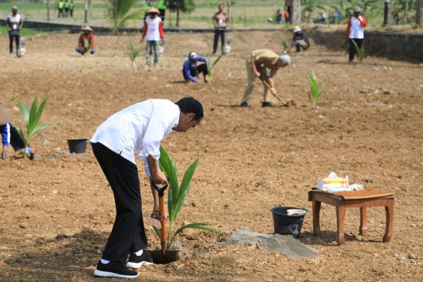 Ada 46 ribu bibit kelapa genjah yang dibagikan dan ditanam di Kabupaten Boyolali guna memaksimalkan lahan tak produktif. Presiden Joko Widodo meninjau pengembangan kelapa genjah sekaligus melakukan penanaman kelapa genjah di Desa Giriroto, Boyolali, Kamis (11/8).