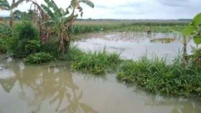 Curah hujan tinggi sepekan terakhir mengakibatkan lahan petani di Kabupaten Blora kebanjiran. Hal inipun membuat petani resah lantaran khawatir gagal panen dan merugi. Seperti halnya yang dikeluhkan karsito (53) warga Kelurahan Beran, dan Sitarji (58) warga Kelurahan Mlangsen.