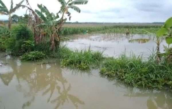 Curah hujan tinggi sepekan terakhir mengakibatkan lahan petani di Kabupaten Blora kebanjiran. Hal inipun membuat petani resah lantaran khawatir gagal panen dan merugi. Seperti halnya yang dikeluhkan karsito (53) warga Kelurahan Beran, dan Sitarji (58) warga Kelurahan Mlangsen.