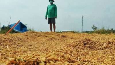 Direktur Jenderal (Dirjen) Hortikultura Kementerian Pertanian (Kementan) RI, Prihasto Setyanto melakukan kunjungan kerja di Kabupaten Blora, guna meninjau langsung ketersediaan beras sekaligus kondisi harga gabah yang ada di daerah.