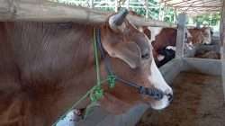 Peternakan sapi di Kandang Pratama Fram Dukuh Sambiroto, Desa Berhak, Kecamatan Ngawen, Kabupaten Blora.
