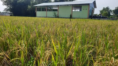 MANFAATKAN PUPUK ORGANIK TPS3R, WARGA TAMBAHREJO TANAM PADI ORGANIK