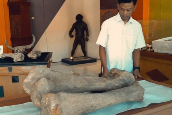 FOSIL GAJAH PURBA BERUSIA 300 RIBU TAHUN DITEMUKAN DI DESA KAPUAN