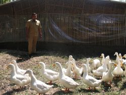 MENDULANG IKON PENGHASIL BEBEK PEDAGING DAN PETELUR DI DESA PURWOREJO