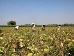 PANEN RAYA, PETANI BERHARAP HARGA KACANG HIJAU STABIL