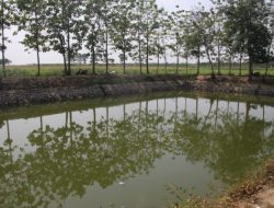 EMBUNG DESA JOMBLANG DIMANFAATKAN PETANI UNTUK NGOCORI JAGUNG