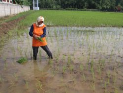 PETANI DI BLORA KENDALIKAN HAMA YUYU SECARA MANDIRI