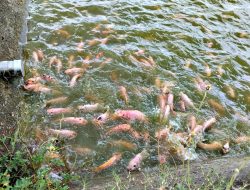 BIBIT IKAN AIR TAWAR BISA DIPESAN DI BBI BLORA