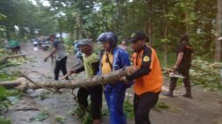 TIM GABUNGAN EVAKUASI POHON TUMBANG DI JALAN KUNDURAN-TODANAN