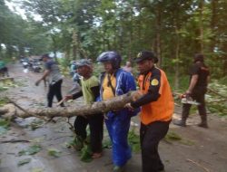 TIM GABUNGAN EVAKUASI POHON TUMBANG DI JALAN KUNDURAN-TODANAN