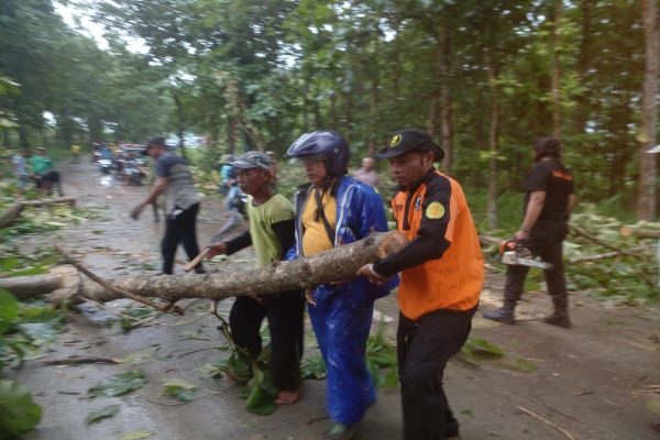 TIM GABUNGAN EVAKUASI POHON TUMBANG DI JALAN KUNDURAN-TODANAN