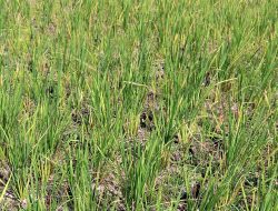 PULUHAN DESA DI BLORA ALAMI KEKERINGAN KOMODITAS PADI