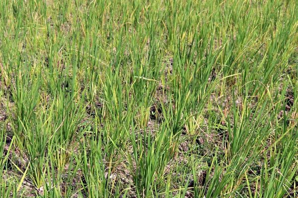 PULUHAN DESA DI BLORA ALAMI KEKERINGAN KOMODITAS PADI
