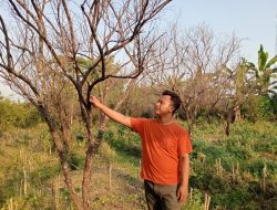NESTAPA PETANI DI BLORA AKIBAT KEKERINGAN EKSTREM
