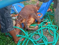 SAPI TERCEBUR SUMUR DI BLORA BERHASIL DIEVAKUASI TIM GABUNGAN