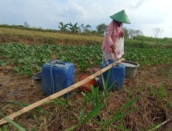 PANAS TERIK, PETANI PALAWIJA RUTIN NGOCORI TANAMAN