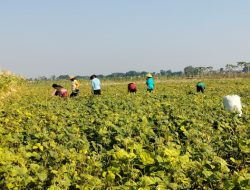 PETANI KACANG HIJAU BLORA TERJEPIT, HARGA STABIL JADI HARAPAN