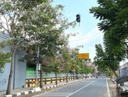 MEKARNYA TABEBUYA: MOMEN INDAH DI JALANAN BLORA