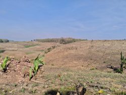 PETANI HUTAN DUA DESA INI MULAI TANAM JAGUNG
