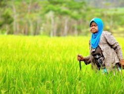 PETANI DI INDONESIA TERUS BERKURANG