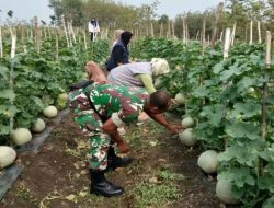 BABINSA KORAMIL 11/JATI DAMPINGI PETANI MELON DI DESA TOBO