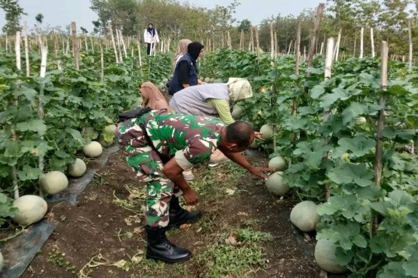 BABINSA KORAMIL 11/JATI DAMPINGI PETANI MELON DI DESA TOBO