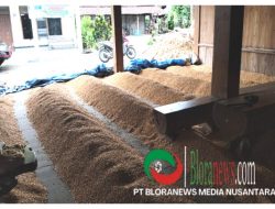 PETANI DI BLORA INI TUNDA JUAL JAGUNGNYA, TUNGGU HARGA Rp 5.500 PER KG MULAI 1 FEBRUARI