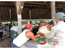 KASUS PMK DI JATENG MENURUN, PETERNAK DIMINTA TETAP WASPADA