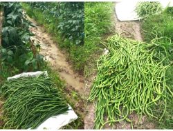 MENDEKATI RAMADAN, HARGA KACANG PANJANG BUKAN NAIK, MALAH NYUNGSEP!