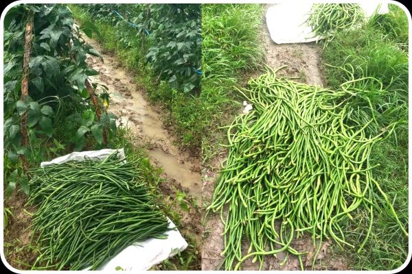 MENDEKATI RAMADAN, HARGA KACANG PANJANG BUKAN NAIK, MALAH NYUNGSEP!