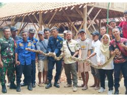 PANEN PADI BIKIN MERINDING: ULAR PITON DITEMUKAN MENGGELIAT DI TENGAH SAWAH