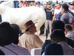 KONTES SAPI JADI PANGGUNG KEBANGGAAN PETERNAK, JATENG DITETAPKAN LUMBUNG TERNAK NASIONAL