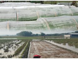 HUJAN DI AWAL MUSIM KEMARAU: PETANI KUNDURAN TERJEBAK SPEKULASI IKLIM, PEMERINTAH PERLU HADIR
