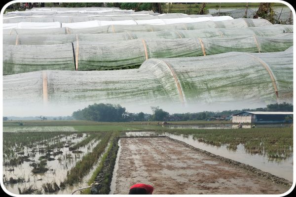 HUJAN DI AWAL MUSIM KEMARAU: PETANI KUNDURAN TERJEBAK SPEKULASI IKLIM, PEMERINTAH PERLU HADIR