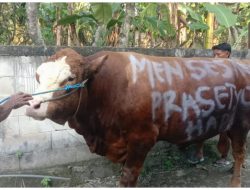 SAPI RAKSASA DARI MENSESNEG! PRASETYO HADI KIRIM KURBAN KE MASJID AGUNG BLORA