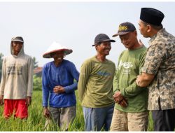 PEMPROV JATENG SALURKAN 13,6 TON BENIH PADI UNTUK PULIHKAN SAWAH TERDAMPAK BANJIR DI GROBOGAN