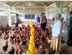 TELUR AYAM BAHAGIA JADI IKON BARU PANGAN LOKAL DESA WONOSEMI